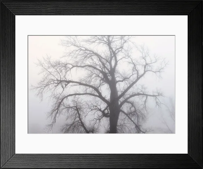 Framed Print : Plains cottonwood tree (Populus deltoides) in morning fog Grande Pointe, Manitoba, Canada Framed Print : Plains cottonwood tree (Populus deltoides) in morning fog Grande Pointe, Manitoba, Canada