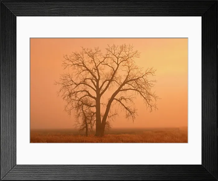 Framed Print : Plains cottonwood tree (Populus deltoides) in morning fog Grande Pointe, Manitoba, Canada Framed Print : Plains cottonwood tree (Populus deltoides) in morning fog Grande Pointe, Manitoba, Canada