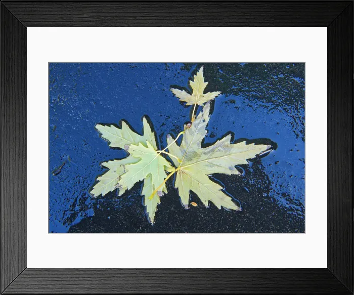 Framed Print : Maple leaves in autumn, Winnipeg, Manitoba, Canada Framed Print : Maple leaves in autumn, Winnipeg, Manitoba, Canada