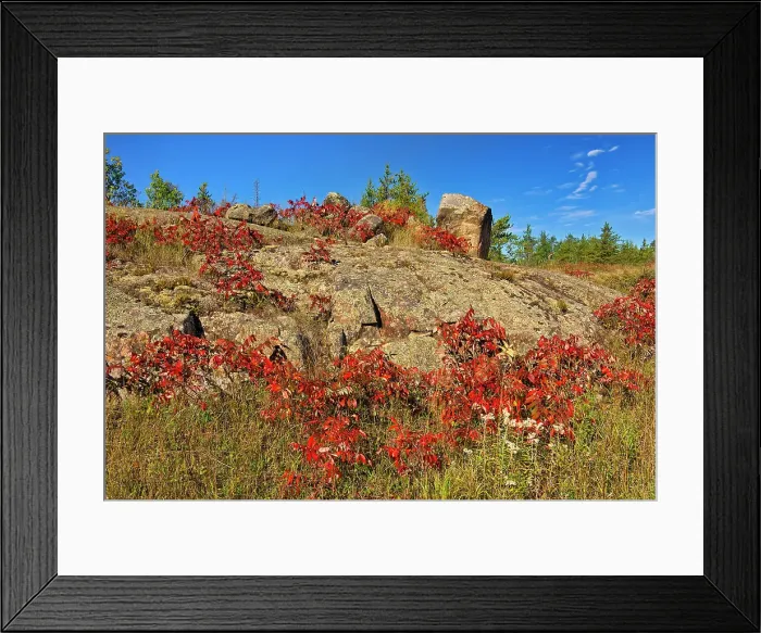 Framed Print : Sumac in autumn color on Precambrian Shiled Whiteshell Provincial Park, Manitoba, Canada Framed Print : Sumac in autumn color on Precambrian Shiled Whiteshell Provincial Park, Manitoba, Canada