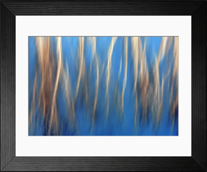 Framed Print : Birch trees reflected in Whiteshell River. Whiteshell Provincial Park, Manitoba, Canada