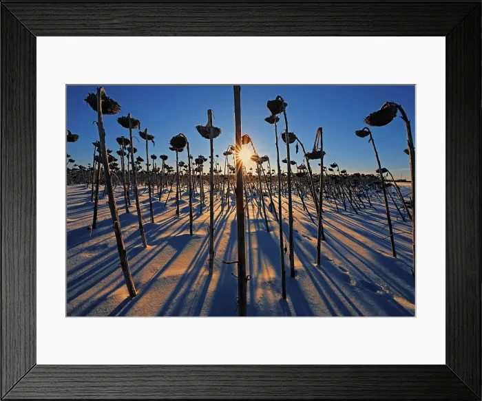 Framed Print : Sunflowers at sunrise in winter Anola, Manitoba, Canada Framed Print : Sunflowers at sunrise in winter Anola, Manitoba, Canada