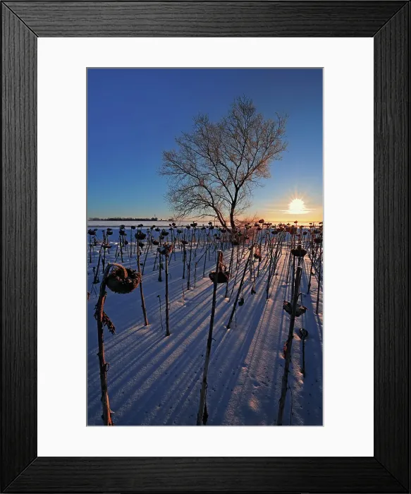 Framed Print : Sunflowers at sunrise in winter Anola, Manitoba, Canada Framed Print : Sunflowers at sunrise in winter Anola, Manitoba, Canada
