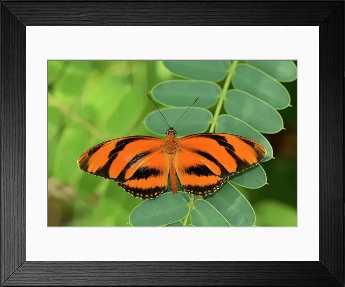 Framed Print : Butterfly Garden. Assiniboine Park, Winnipeg, Manitoba, Canada Framed Print : Butterfly Garden. Assiniboine Park, Winnipeg, Manitoba, Canada