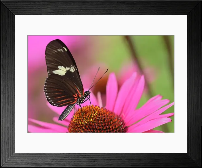 Framed Print : Butterfly Garden. Assiniboine Park, Winnipeg, Manitoba, Canada Framed Print : Butterfly Garden. Assiniboine Park, Winnipeg, Manitoba, Canada