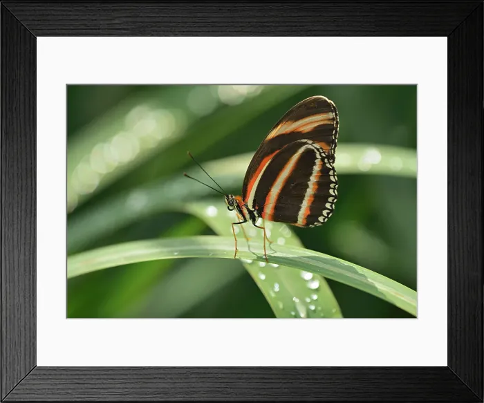 Framed Print : Butterfly Garden. Assiniboine Park, Winnipeg, Manitoba, Canada Framed Print : Butterfly Garden. Assiniboine Park, Winnipeg, Manitoba, Canada