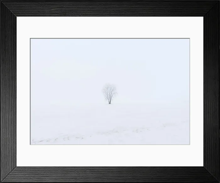 Framed Print : Hoarfrost covered Plains cottonwood Dugald, Manitoba, Canada Framed Print : Hoarfrost covered Plains cottonwood Dugald, Manitoba, Canada