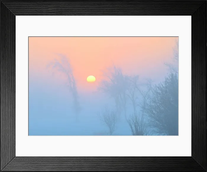 Framed Print : Trees in fog at dawn, Winnipeg, Manitoba, Canada Framed Print : Trees in fog at dawn, Winnipeg, Manitoba, Canada