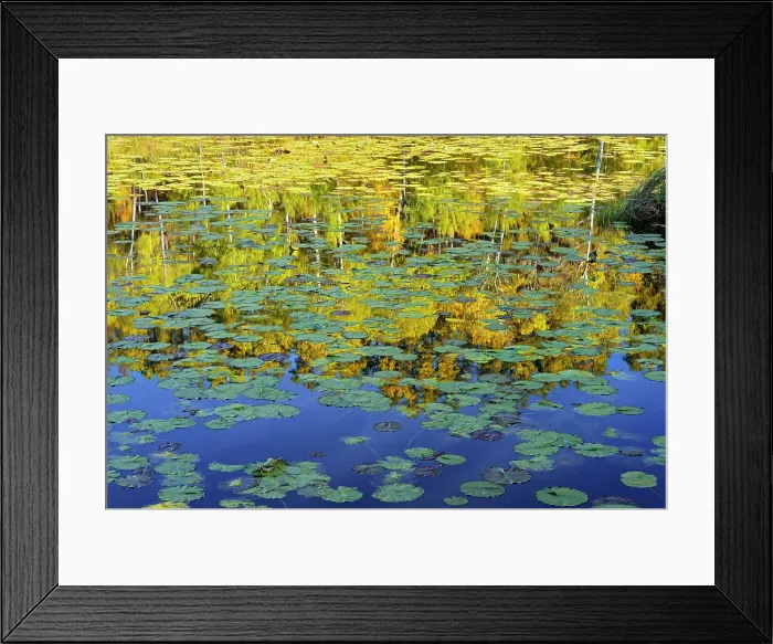 Framed Print : Lily pads in pond Whiteshell Provincial Park, Manitoba, Canada Framed Print : Lily pads in pond Whiteshell Provincial Park, Manitoba, Canada