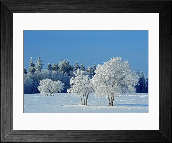 Framed Print : Hoarfrost covered trees Birds Hill Provincial Park, Manitoba, Canada Framed Print : Hoarfrost covered trees Birds Hill Provincial Park, Manitoba, Canada