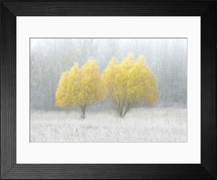 Framed Print : WIllow trees in autumn colors duirng a foggy morning Birds Hill Provincial Park, Manitoba, Canada