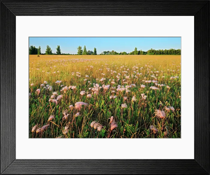 Framed Print : Three-flowered avens (Geum triflorum) in prairie at sunrise, showing seed heads Birds Hill Provincial Park, Manitoba, Canada Framed Print : Three-flowered avens (Geum triflorum) in prairie at sunrise, showing seed heads Birds Hill Provincial Park, Manitoba, Canada