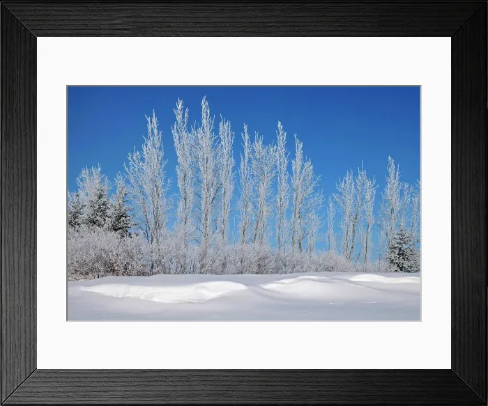 Framed Print : Hoarfrost covered trees Birds Hill Provincial Park, Manitoba, Canada Framed Print : Hoarfrost covered trees Birds Hill Provincial Park, Manitoba, Canada