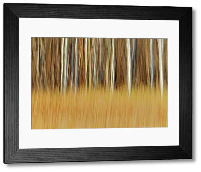Framed Print : Trees. ICM (Intentional Camera Movement). Pinawa, Manitoba, Canada Framed Print : Trees. ICM (Intentional Camera Movement). Pinawa, Manitoba, Canada