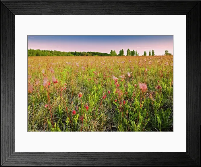 Framed Print : Three-flowered avens in prairie Birds Hill Provincial Park, Manitoba, Canada Framed Print : Three-flowered avens in prairie Birds Hill Provincial Park, Manitoba, Canada
