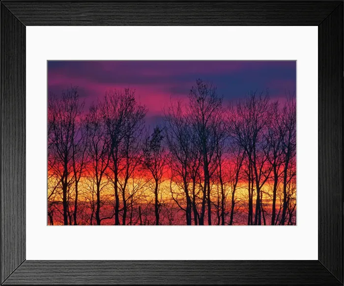Framed Print : Trees along Lake Winnipeg at sunrise. Matlock, Manitoba, Canada