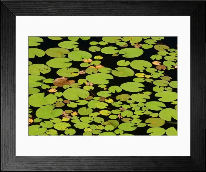 Framed Print : Lily pads in pond WHiteshell Provincial Park, Manitoba, Canada Framed Print : Lily pads in pond WHiteshell Provincial Park, Manitoba, Canada