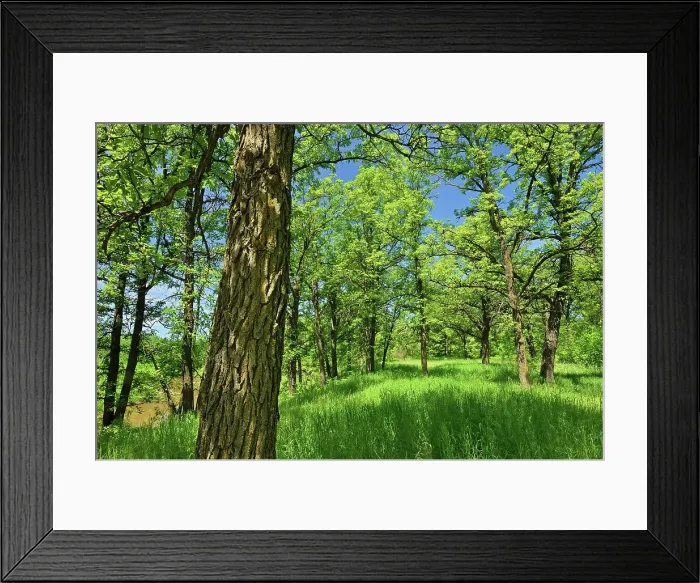Framed Print : Seine River Forest, Winnipeg, Manitoba, Canada Framed Print : Seine River Forest, Winnipeg, Manitoba, Canada