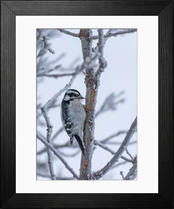 Framed Print : Downy woodpecker (Dryobates pubescens) feeding on dying spruce tree Winnipeg, Manitoba, Canada Framed Print : Downy woodpecker (Dryobates pubescens) feeding on dying spruce tree Winnipeg, Manitoba, Canada
