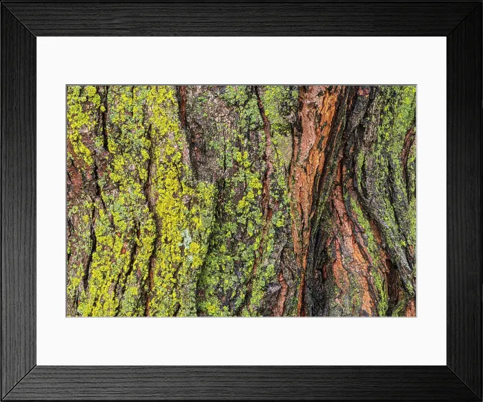Framed Print : Lichens on maple tree (Acer sp.) Winnipeg, Manitoba, Canada Framed Print : Lichens on maple tree (Acer sp.) Winnipeg, Manitoba, Canada
