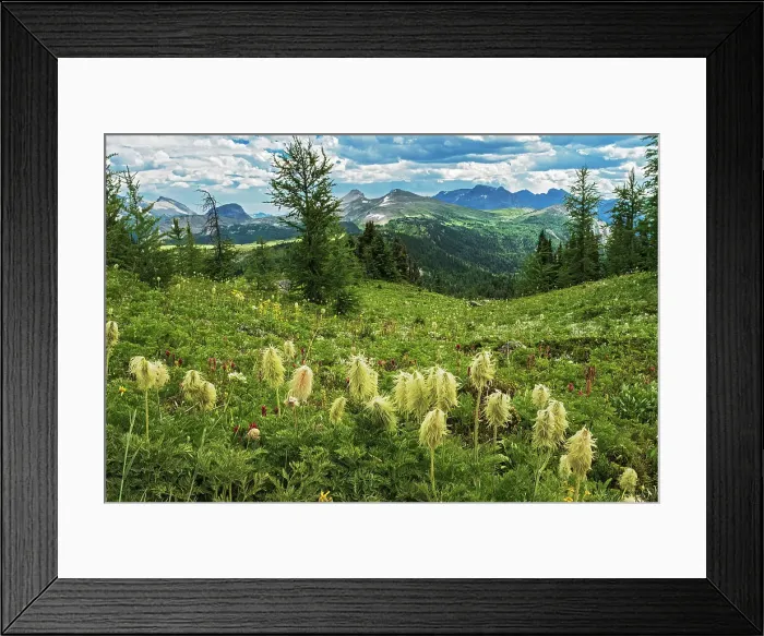 Framed Print : Western anemone or WHite Pasqueflower (Pulsatilla occidentalis) at the Banff Sunshine Meadows. Banff National Park, Alberta, Canada Framed Print : Western anemone or WHite Pasqueflower (Pulsatilla occidentalis) at the Banff Sunshine Meadows. Banff National Park, Alberta, Canada