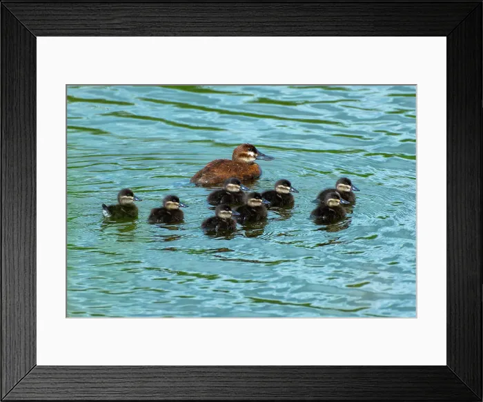 Framed Print : Female rudy duck (Oxyura jamaicensis) with chicks in marsh. Oak Lake, Manitoba, Canada Framed Print : Female rudy duck (Oxyura jamaicensis) with chicks in marsh. Oak Lake, Manitoba, Canada