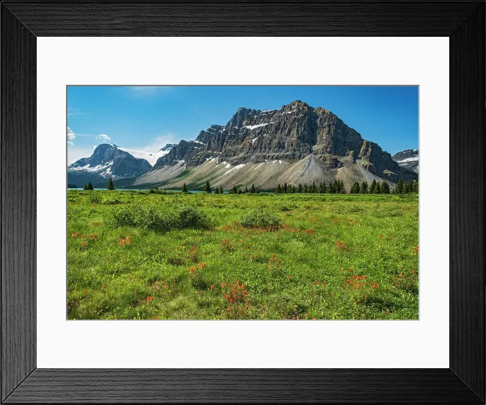 Framed Print : Paintbrush (Castelija sp) and other WIldflowers in meadow on north side of Bow Lake Banff National Park, Alberta, Canada Framed Print : Paintbrush (Castelija sp) and other WIldflowers in meadow on north side of Bow Lake Banff National Park, Alberta, Canada