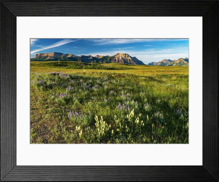 Framed Print : Sticky purple geranium (Geranium viscosissimum). SOfa Mountain on the left and Vimy Peak in centre. Waterton Lakes National Park, Alberta, Canada Framed Print : Sticky purple geranium (Geranium viscosissimum). SOfa Mountain on the left and Vimy Peak in centre. Waterton Lakes National Park, Alberta, Canada