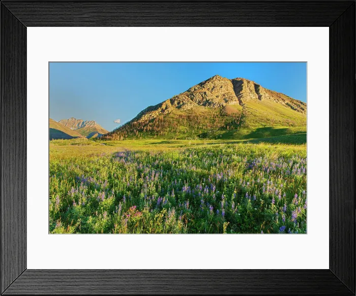 Framed Print : Sticky purple geranium (Geranium viscosissimum), lupines (Lupinus sp.) and other wildflowers on the Fescue Prairie and the Canadian Rockies. Waterton Lakes National Park, Alberta, Canada