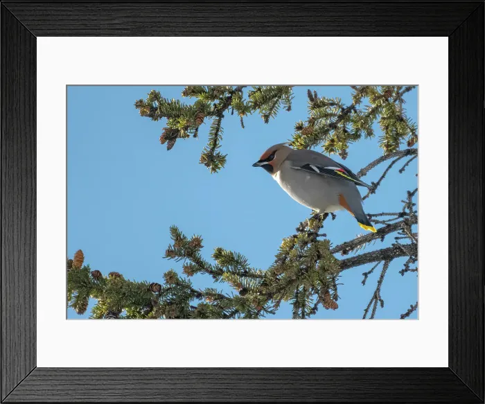 Framed Print : Bohemian waxwing (Bombycilla garrulus) in spruce tree (evergreen). Winnipeg, Manitoba, Canada Framed Print : Bohemian waxwing (Bombycilla garrulus) in spruce tree (evergreen). Winnipeg, Manitoba, Canada