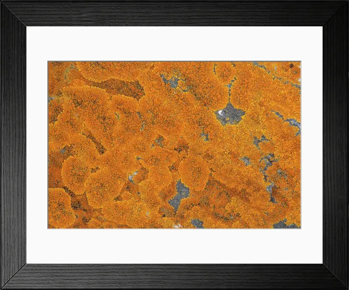Framed Print : Lichen on Precambiran Shield rock Victoria Beach, Manitoba, Canada Framed Print : Lichen on Precambiran Shield rock Victoria Beach, Manitoba, Canada