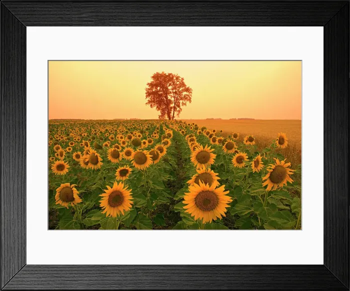 Framed Print : Sunflowers and cottonwood tree (Populus deltoides).at sunset Dugald, Manitoba, Canada Framed Print : Sunflowers and cottonwood tree (Populus deltoides).at sunset Dugald, Manitoba, Canada