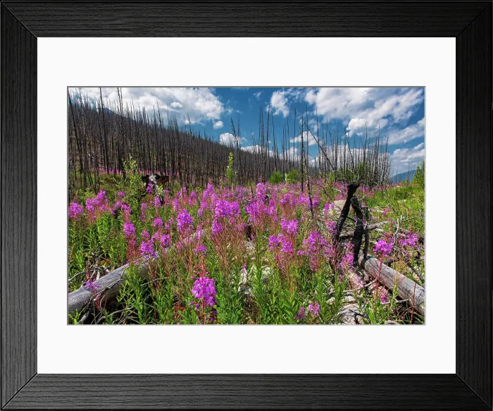 Framed Print : Fireweed (Epilobium sp.) growing in burnt slopes along the Maligne Lake Road. Jasper National Park, Alberta, Canada