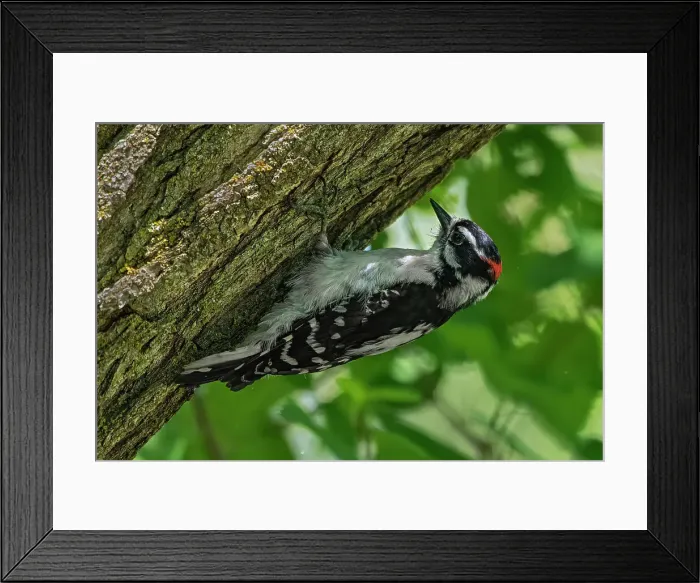 Framed Print : Hairy woodpecker (Leuconotopicus villosus) digging for insects on maple tree. Winnipeg, Manitoba, Canada