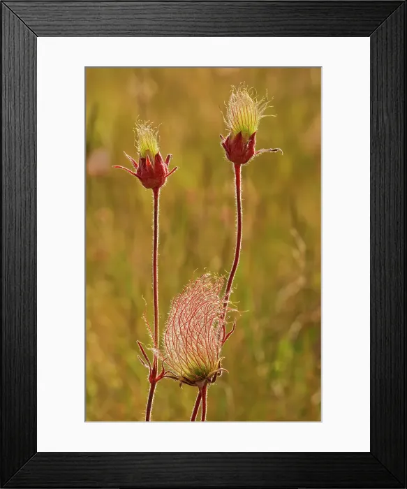 Framed Print : Blossoms and seed head of the Three-flowered avens (Geum triflorum) in a meadow. Also known as Prairie Smoke. Birds Hill Provincial Park, Manitoba, Canada