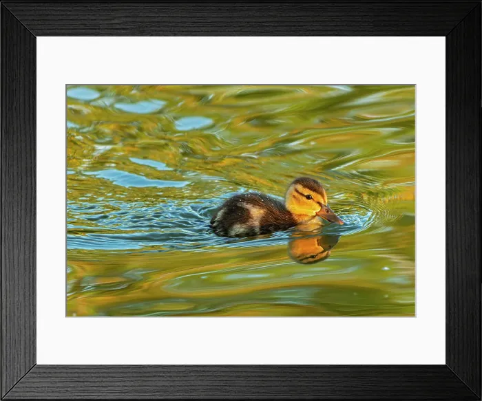 Framed Print : Mallard duck (Anas platyrhynchos) gosling Winnipeg, Manitoba, Canada Framed Print : Mallard duck (Anas platyrhynchos) gosling Winnipeg, Manitoba, Canada