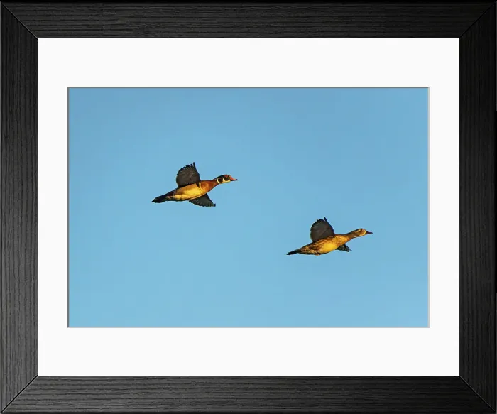 Framed Print : Wood duck (Aix sponsa) male and female Winnipeg, Manitoba, Canada