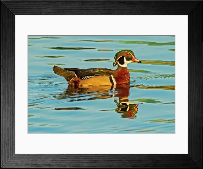 Framed Print : Wood duck (Aix sponsa) male Winnipeg, Manitoba, Canada Framed Print : Wood duck (Aix sponsa) male Winnipeg, Manitoba, Canada