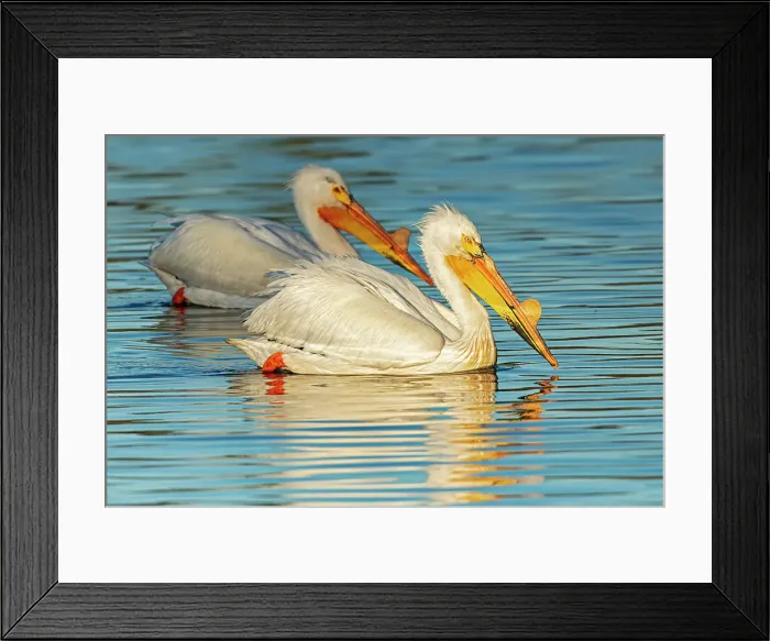 Framed Print : American white pelican (Pelecanus erythrorhynchos) Winnipeg, Manitoba, Canada