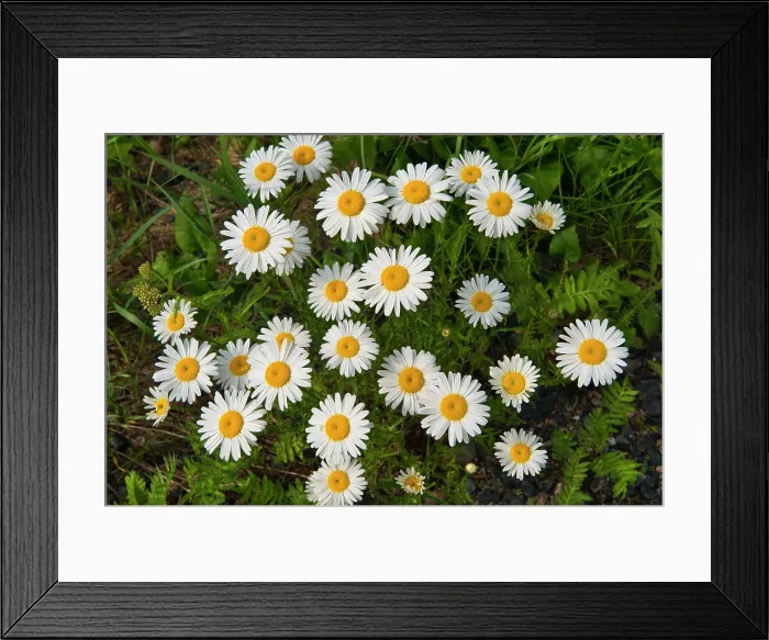 Framed Print : Oxeye Daisy (Leucanthemum vulgare) growing at Blindfold Lake Near Kenora, Ontario, Canada Framed Print : Oxeye Daisy (Leucanthemum vulgare) growing at Blindfold Lake Near Kenora, Ontario, Canada