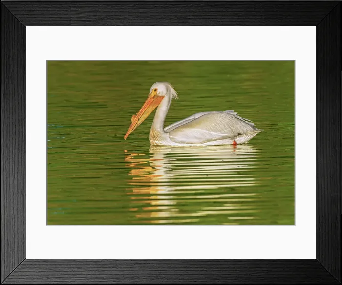 Framed Print : American white pelican (Pelecanus erythrorhynchos) Winnipeg, Manitoba, Canada Framed Print : American white pelican (Pelecanus erythrorhynchos) Winnipeg, Manitoba, Canada