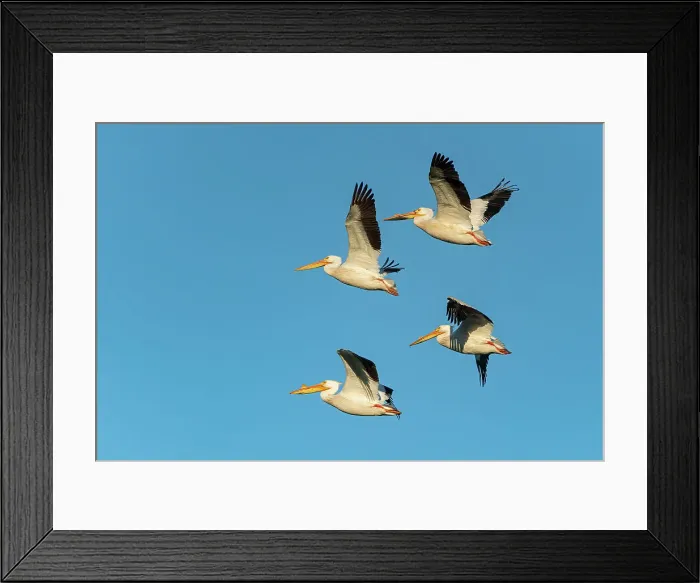 Framed Print : American white pelican (Pelecanus erythrorhynchos) in flight Winnipeg, Manitoba, Canada Framed Print : American white pelican (Pelecanus erythrorhynchos) in flight Winnipeg, Manitoba, Canada