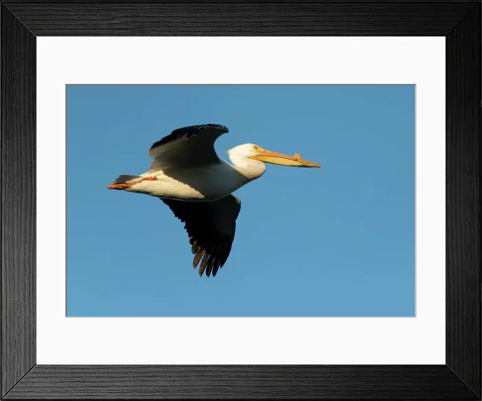 Framed Print : American white pelican (Pelecanus erythrorhynchos) in flight Winnipeg, Manitoba, Canada Framed Print : American white pelican (Pelecanus erythrorhynchos) in flight Winnipeg, Manitoba, Canada