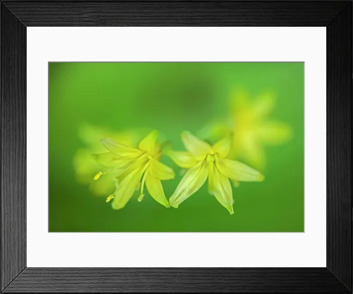 Framed Print : Yellow blue-bead lily (Clintonia borealis) blossoms, Ontario, Canada Framed Print : Yellow blue-bead lily (Clintonia borealis) blossoms, Ontario, Canada