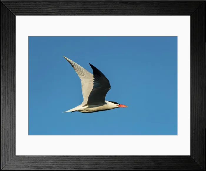 Framed Print : Caspian tern (Hydroprogne caspia) in flight Winnipeg, Manitoba, Canada Framed Print : Caspian tern (Hydroprogne caspia) in flight Winnipeg, Manitoba, Canada