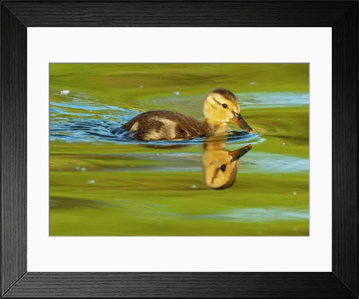 Framed Print : Mallard duck (Anas platyrhynchos) gosling Winnipeg, Manitoba, Canada
