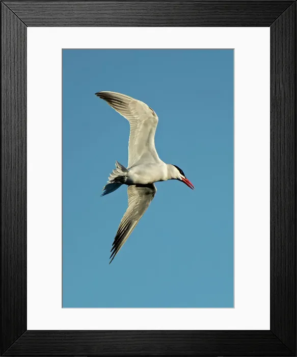Framed Print : Caspian tern (Hydroprogne caspia) in flight Winnipeg, Manitoba, Canada Framed Print : Caspian tern (Hydroprogne caspia) in flight Winnipeg, Manitoba, Canada