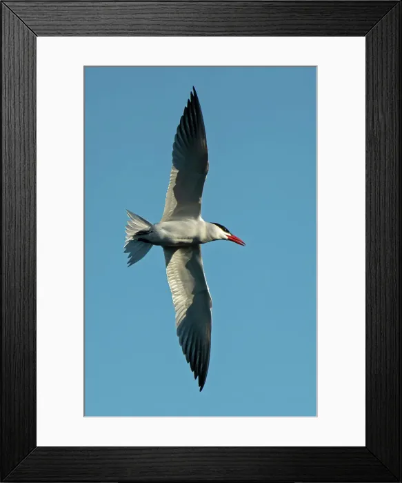 Framed Print : Caspian tern (Hydroprogne caspia) in flight Winnipeg, Manitoba, Canada Framed Print : Caspian tern (Hydroprogne caspia) in flight Winnipeg, Manitoba, Canada