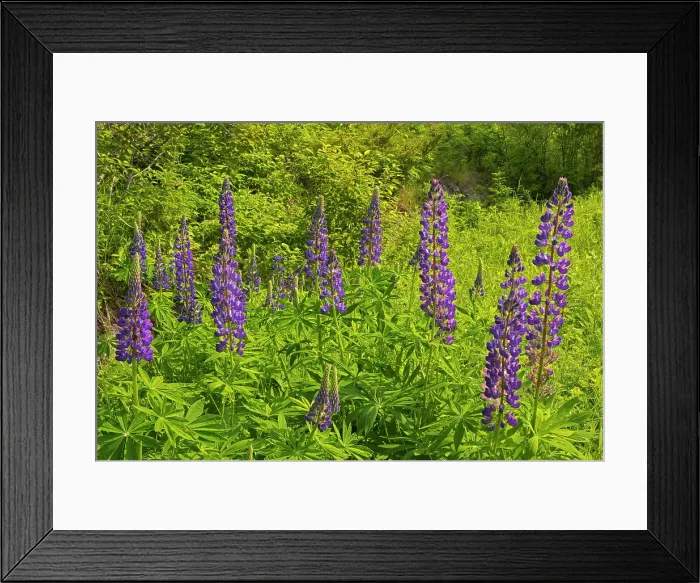 Framed Print : Lupines on Kendall Inlet Road Clearwater Bay, Ontario, Canada Framed Print : Lupines on Kendall Inlet Road Clearwater Bay, Ontario, Canada