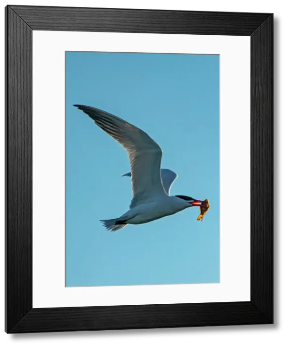 Framed Print : Caspian tern (Hydroprogne caspia) in flight with fish (prey) Winnipeg, Manitoba, Canada